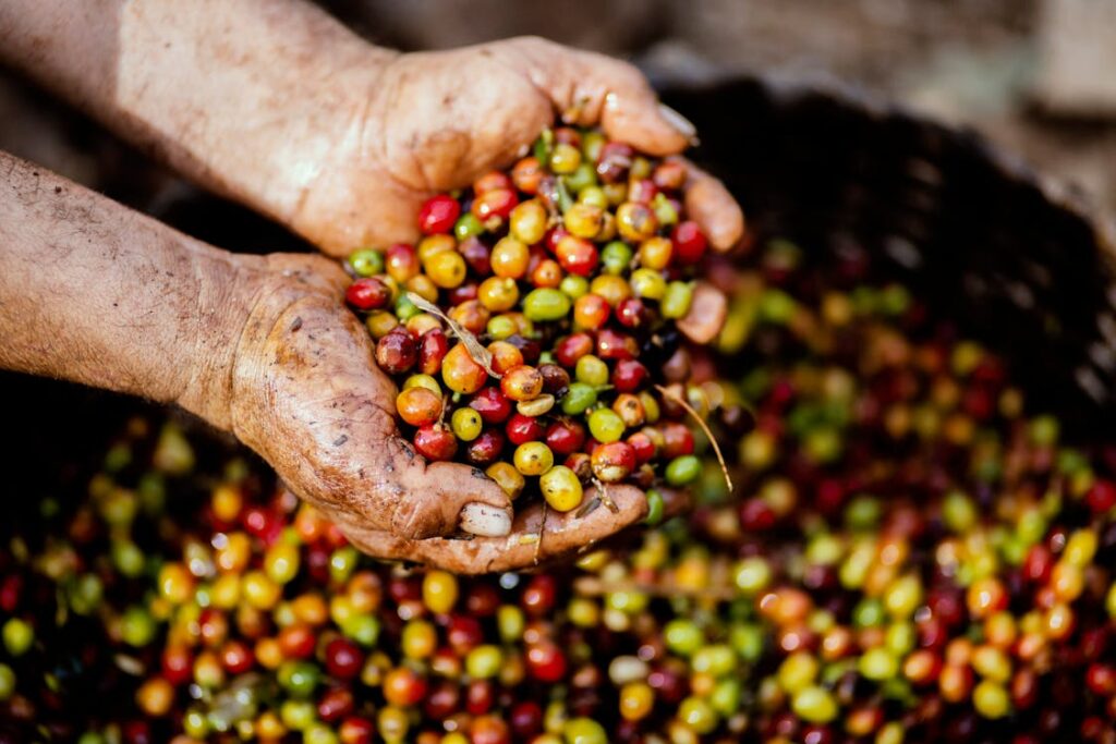 Koffiebessen - vers geplukt